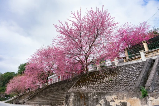 Sắc hồng mai anh đào rực rỡ tại Đồn Biên phòng Lũng Cú hút khách tới check-in