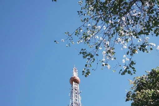 Đà Lạt mùa hoa ban trắng, gợi ý những cung đường nên ghé