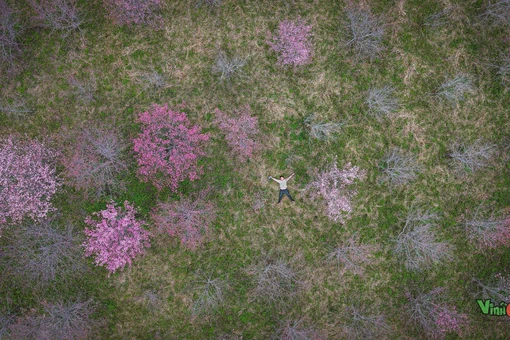 Tết Dương lịch check-in đảo hoa Pá Khoang rực hồng