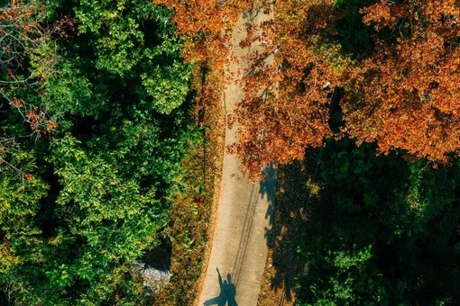 Rừng phong hương trước chùa cổ Hải Phòng hút khách dịp cuối năm