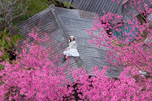 Hoa Tớ Dày thường nở rộ vào thời điểm cuối năm, đầu xuân. Khi những thửa ruộng bậc thang đã tạm nghỉ sau vụ mùa, sắc hoa lại trở thành điểm nhấn, “đánh thức” không gian núi rừng vốn trầm mặc. Ảnh Vua Ăn Mày