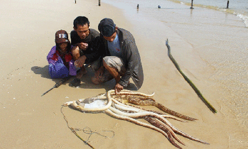 Ngu dan ruot duoi duoi muc nuoc bien sau san ca chinh