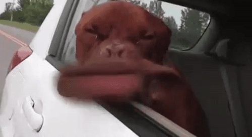 Haha, cảm giác thật là đã.