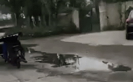 Ảnh cắt từ clip.