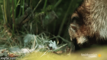 "Đạo chích" gấu mèo chỉ lấy đúng số trứng mình cần một cách lịch sự.