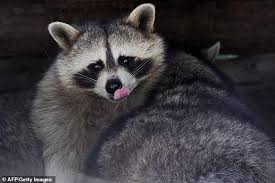 Gấu mèo "nhập cảnh" bất hợp pháp vào sở thủ Đức để hưởng dịch vụ chăm sóc ăn uống ngủ nghỉ!