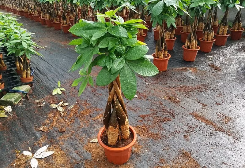 5 loại cây đặt trong phòng khách hút tài lộc cực đỉnh