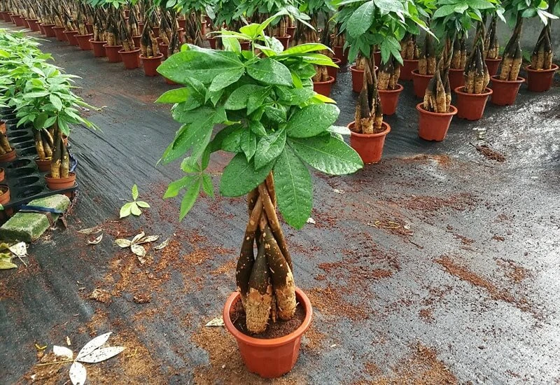 5 loại cây đặt trong phòng khách hút tài lộc cực đỉnh