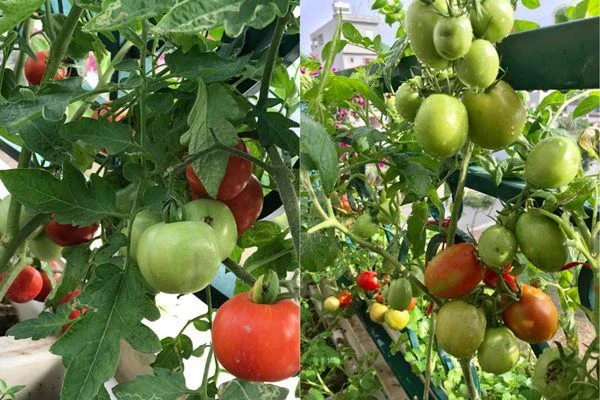 Mát mắt vườn sân thượng xanh tươi, 4 mùa ăn rau sạch ở Hải Dương