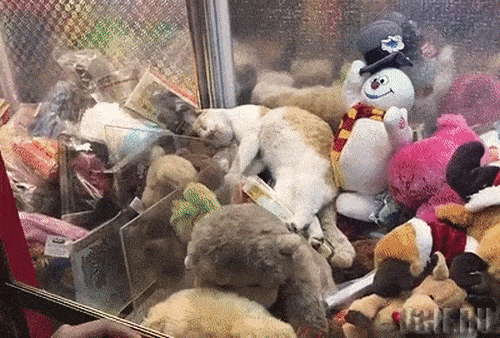 Để yên cho người ta ngủ cái coi sen.