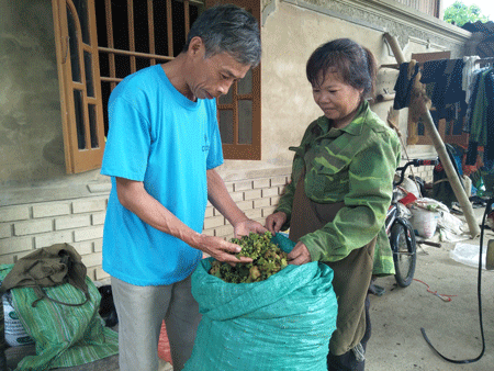 Dan bo ong vai chuc trieu khi vao vu thu hai hoa hoi