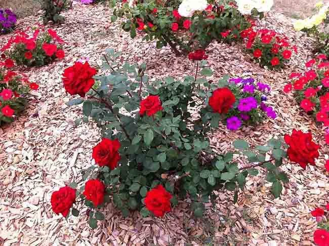 8 cách đuổi côn trùng khỏi nhà nhanh chóng