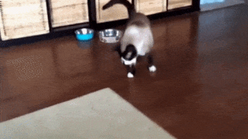 Thân xác là mèo nhưng lá gan lại của "chuột nhăt".