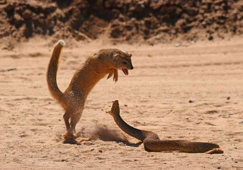 Loài động vật nhỏ bé rất thích ăn thịt rắn hổ mang kịch độc