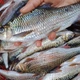 Loài cá trên núi cao, nửa triệu đồng/kg vẫn “cháy hàng“