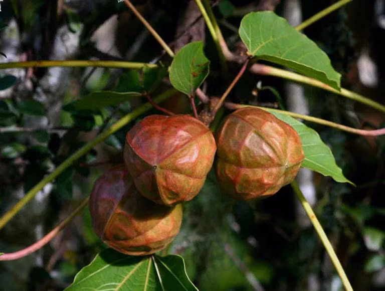 Bản thân nạn nhân vốn là người hiền lành, ít tiếp xúc với những người lạ. Trong quá trình phá án, các điều tra viên tiếp nhận một thông tin vô cùng quan trọng. Cụ thể, cách thời điểm xảy ra vụ án mạng gần nửa tháng, nạn nhân từng cho biết mình bị xâm hại tình dục khi đi nhặt quả trẩu ở khu vực gần nhà. Khi gia đình gặng hỏi, qua hành động, cử chỉ, chị L. chỉ tay về phía nhà một người đàn ông cùng thôn. (Ảnh minh họa, nguồn internet)