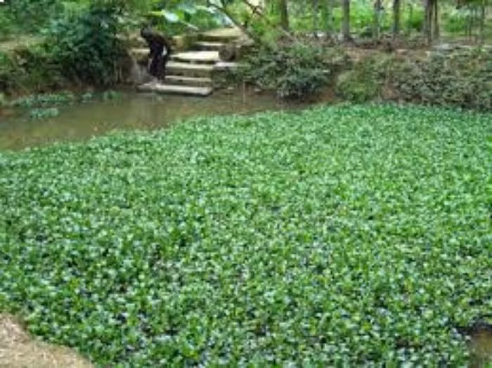 Do có mưu toan từ trước, 2 tên đã lừa phỉnh cô gái đi "phục kích" bắt kẻ vừa đập cửa trêu chọc nhà cô. Tin người, cô gái trẻ đã tới khu vực ao bèo gần đó, bọn chúng quây lấy cô gái định sàm sỡ thì bị H. phản ứng quyết liệt. Trong khi giãy giụa, nạn nhân đã xé rách áo tên Hùng và cào xước trên cánh tay trái tên Đức. Sợ nạn nhân kêu sẽ bị bại lộ, 2 tên đã dùng tay thay nhau siết cổ cô gái đến bất tỉnh. (Ảnh minh họa, nguồn internet)