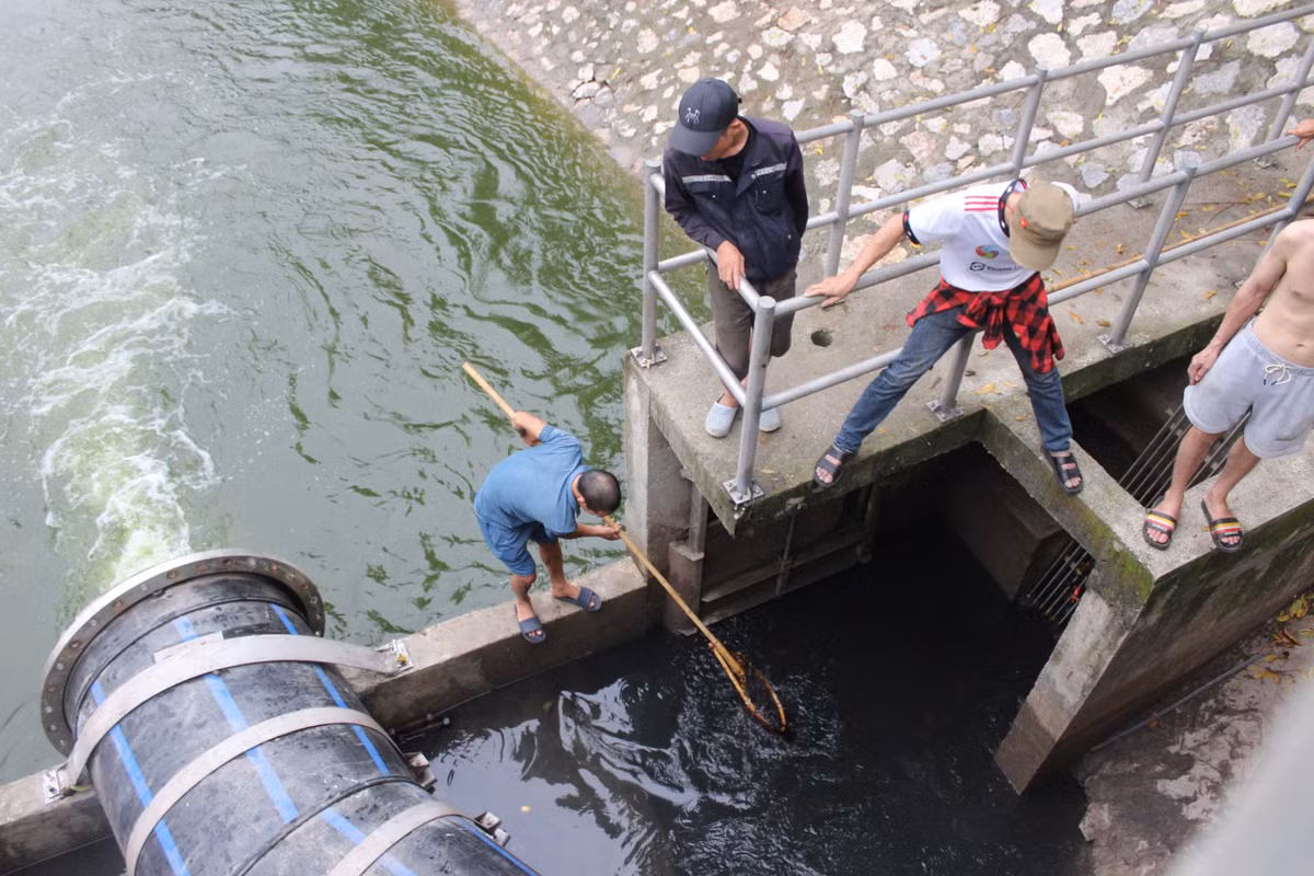 Khi nước Hồ Tây được dẫn qua tuyến ống riêng bổ cập cho sông Tô Lịch, nhiều người thích thú mang vợt ra đánh bắt cá, trải nghiệm sự đổi thay của dòng sông.