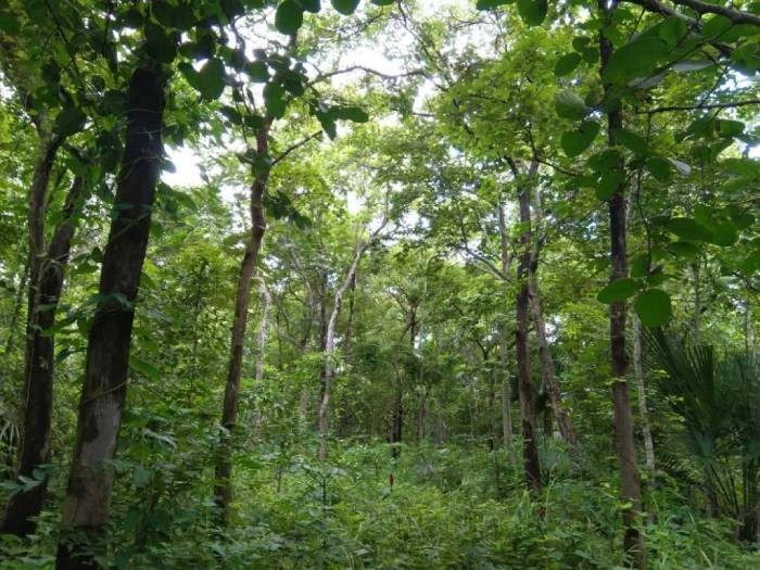 Đến ngày 17/1/2020, Công an tỉnh Lạng Sơn đã ra quyết định khởi tố vụ án, khởi tố bị can, lệnh truy nã bị can đối với Lý Văn Sắn về các hành vi Giết người và Tàng trữ trái phép vũ khí quân dụng. Gây án xong, Sắn đã lẩn trốn vào cánh rừng thuộc xã Bảo Lâm, huyện Cao Lộc. Cơ quan công an bước đầu xác định nguyên nhân khiến Sắn gây án là do muốn quay lại với chị Hoàng Thị T., nhưng bị phản đối nên cay cú, rắp tâm gây ra thảm kịch kinh hoàng với cả nhà vợ cũ để trả thù.(Ảnh minh họa, nguồn internet)