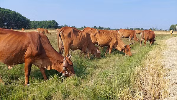 Theo hồ sơ vụ án, cháu H. (SN 2009, trú tại xóm Cản Tèng, xã Hoa Thám, huyện Nguyên Bình, Cao Bằng (cũ) thường giúp mẹ đi chăn bò ở khu đồi vắng trong xóm. Trưa 19/8/2020, H. dắt bò đi chăn, nhưng tối mịt vẫn chưa thấy về. Vốn là đứa trẻ hiền lành nên việc H không về nhà khi tối trời là điều hết sức bất thường. (Ảnh minh họa, nguồn internet)