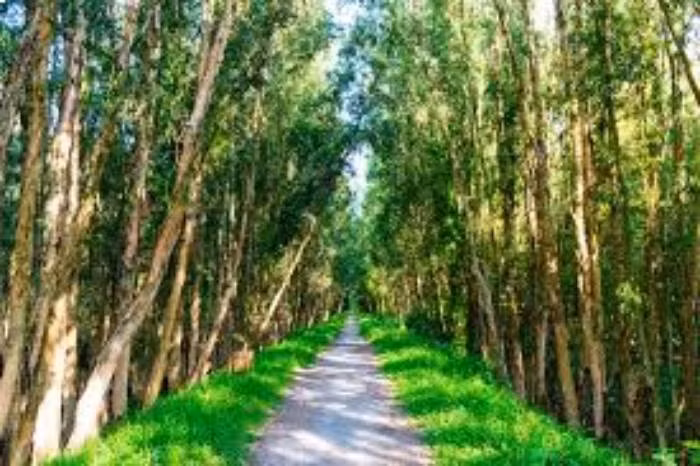 Trong khi manh mối chưa có gì sáng tỏ thì một người dân đi đường cung cấp thông tin quý giá, vào thời điểm vụ án xảy ra, có thấy nam thanh niên nhỏ con, nước da ngăm đen lảng vảng ở khu rừng tràm. Sau vài giờ dò xét, cảnh sát phát hiện Trần Anh Phúc (sinh năm 1988, quê TP Cần Thơ) đang tạm trú ở địa phương có nhiều vết trầy trên mặt rất khả nghi nên đưa về tra hỏi. (Ảnh minh họa, nguồn internet)