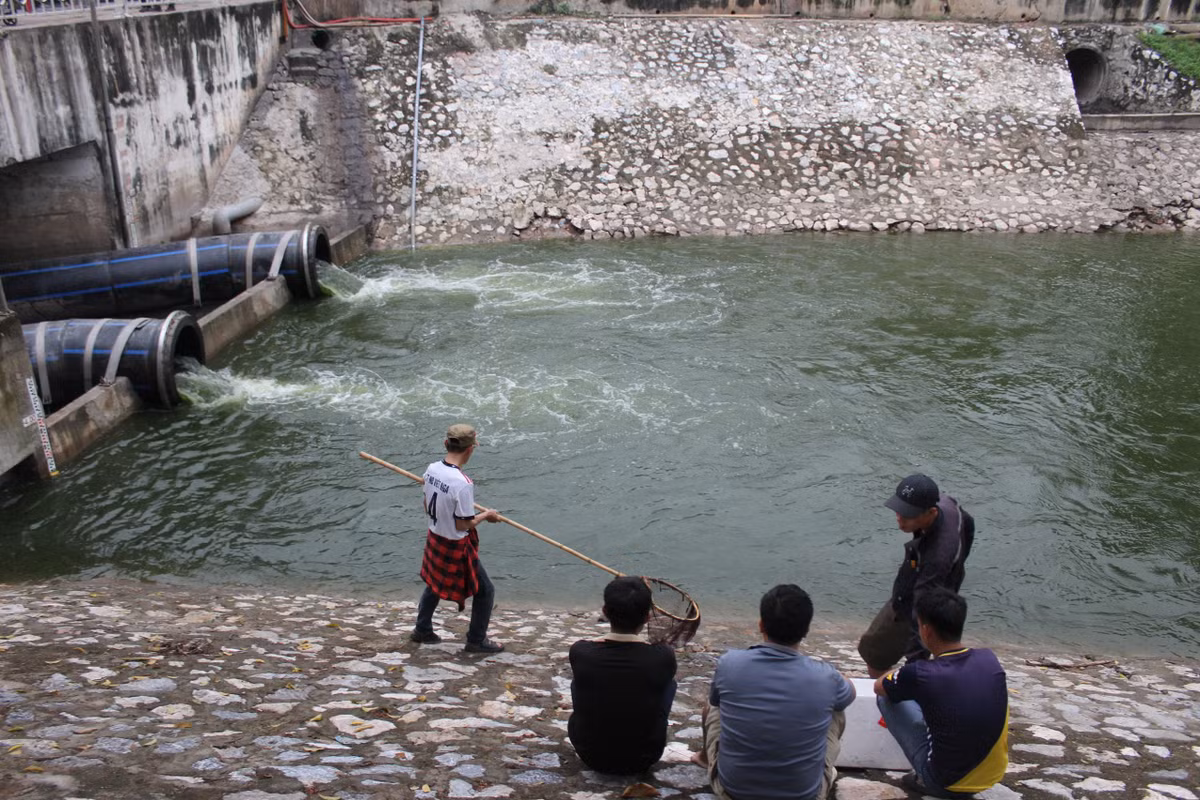 Theo ghi nhận của PV Báo Tri thức và Cuộc sống, sau khi nước từ Hồ Tây được bổ cập vào sông Tô Lịch, nhiều loài cá theo dòng chảy xuất hiện trên sông, thu hút người dân mang vợt và cần câu ra sông để vớt, đánh bắt.