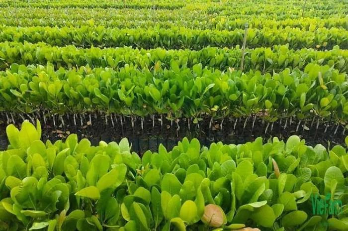 Bằng nhiều biện pháp nghiệp vụ, phối hợp với công an một số tỉnh bạn, mũi truy bắt này đã xác định được, Công vào Bình Phước, xin làm thuê cho một trang trại trồng điều ở xã Tân Hòa, huyện Đồng Phú. Dưới vỏ bọc lương thiện, lại ở một nơi hoàn toàn xa lạ, gã tin rằng công an sẽ không thể tìm ra. Tuy nhiên, tên tội phạm lúc nào cũng kè kè vũ khí nóng bên mình. Một mặt, trinh sát giám sát chặt chẽ khu vực trang trại, không vội đánh động. Mặt khác, một số người dân địa phương được vận động tham gia đánh án. (Ảnh minh họa, nguồn internet)