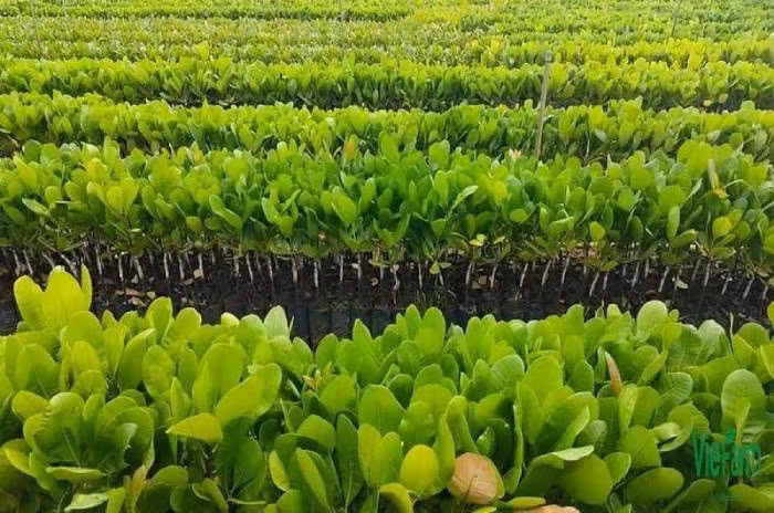 Bằng nhiều biện pháp nghiệp vụ, phối hợp với công an một số tỉnh bạn, mũi truy bắt này đã xác định được, Công vào Bình Phước, xin làm thuê cho một trang trại trồng điều ở xã Tân Hòa, huyện Đồng Phú. Dưới vỏ bọc lương thiện, lại ở một nơi hoàn toàn xa lạ, gã tin rằng công an sẽ không thể tìm ra. Tuy nhiên, tên tội phạm lúc nào cũng kè kè vũ khí nóng bên mình. Một mặt, trinh sát giám sát chặt chẽ khu vực trang trại, không vội đánh động. Mặt khác, một số người dân địa phương được vận động tham gia đánh án. (Ảnh minh họa, nguồn internet)