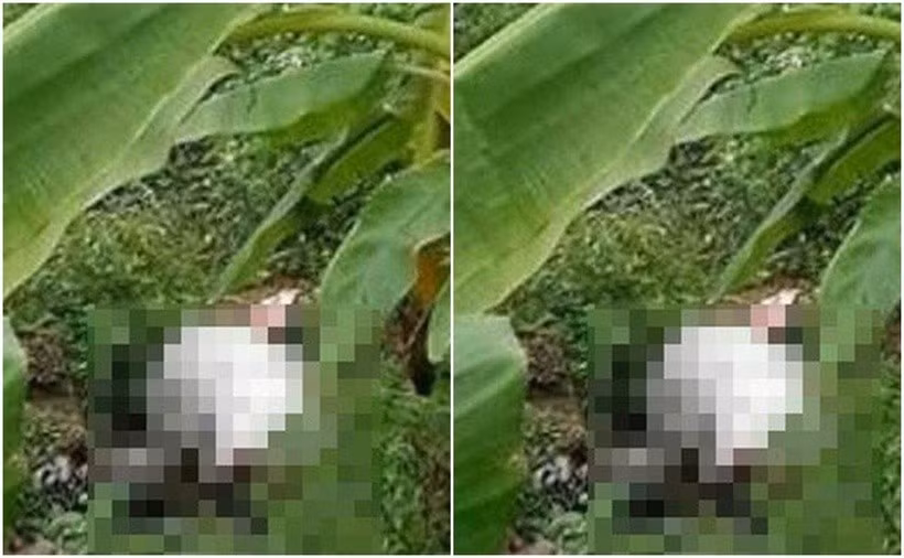 Đi được khoảng 1km, Hoát phát hiện chị Sùng Thị Tr đi phía trước. Thấy đoạn đường vắng vẻ, dục vọng nổi lên, Hoát đuổi theo kéo tay chị Tr xuống khu vực bụi rậm ven đường rồi đe dọa bắt nạn nhân cởi quần áo. Tiếp đó, Hoát dùng quần tất và áo ngực của chị Tr trói 2 tay nạn nhân và thực hiện hành vi hiếp dâm. Sau khi đã thỏa mãn dục vọng, thấy chị Tr khóc lóc, sợ sự việc bại lộ, Hoát lập tức dùng áo khoác siết cổ nạn nhân đến chết rồi lạnh lùng rời khỏi hiện trường. (Hiện trường nơi phát hiện thi thể nạn nhân)