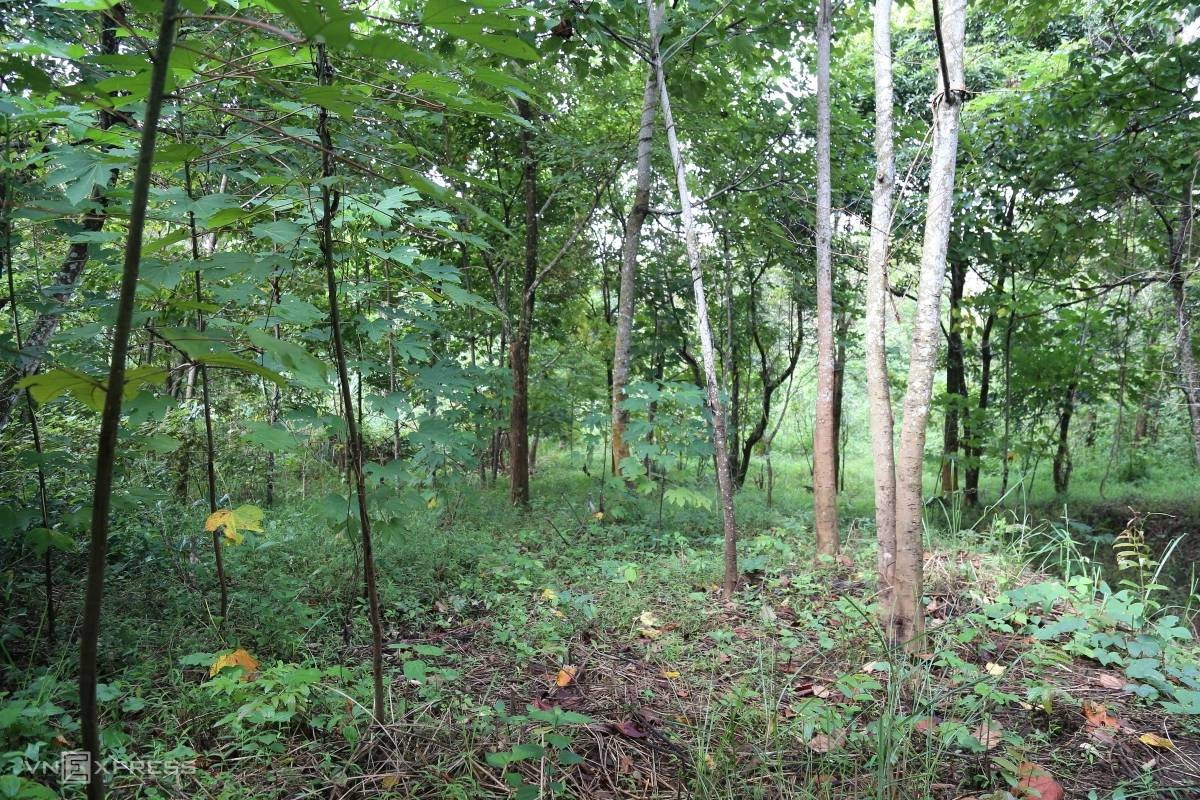 Theo hồ sơ vụ án, chiều 22/10/2020, theo thói quen, chị L. (trú tại thôn Lếch Dao, xã Thanh Bình, thị xã Sa Pa, tỉnh Lào Cai - cũ) cầm bao tải đi nhặt hạt trẩu trên các nương đồi gần nhà. Đến tối, người thân vẫn không thấy chị L. trở về. Linh tính có chuyện chẳng lành, gia đình đã đổ đi tìm kiếm. Lúc đầu mọi người hy vọng, có thể do chị L. bị lạc đường nên trú tạm hoặc ngủ nhờ tại một nhà dân nào đó. (Ảnh minh họa, nguồn internet)