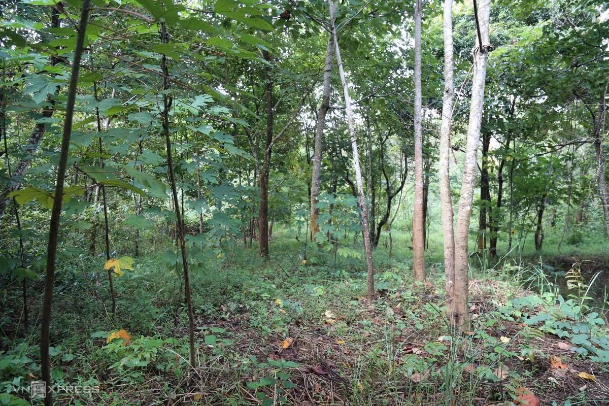 Theo hồ sơ vụ án, chiều 22/10/2020, theo thói quen, chị L. (trú tại thôn Lếch Dao, xã Thanh Bình, thị xã Sa Pa, tỉnh Lào Cai - cũ) cầm bao tải đi nhặt hạt trẩu trên các nương đồi gần nhà. Đến tối, người thân vẫn không thấy chị L. trở về. Linh tính có chuyện chẳng lành, gia đình đã đổ đi tìm kiếm. Lúc đầu mọi người hy vọng, có thể do chị L. bị lạc đường nên trú tạm hoặc ngủ nhờ tại một nhà dân nào đó. (Ảnh minh họa, nguồn internet)