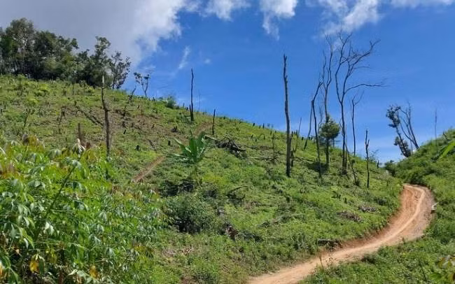 Theo lời Triều, vài tháng trước, lúc đi ngang qua đường, Triều thấy em V đang ngồi giặt quần áo cạnh mương liền lấy một hòn đá ném trêu, chẳng may làm vỡ chiếc chậu giặt bằng nhựa. Cô bé về nhà kể chuyện với bố. Hôm sau, bố V gặp Triều ngoài đường đã mắng chửi khiến hắn tức tối. Khoảng 13h45 ngày 21/10/2010, em V đi hái rau lợn, phát hiện thấy em đi một mình, Triều lao vào dùng tay bóp cổ và rút thắt lưng xiết cổ làm em ngất đi. Sau đó, hắn vác V vào hang đá để thực hiện hành vi đồi bại. (Ảnh minh họa, nguồn internet)