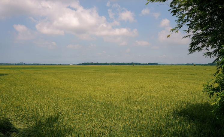 Theo hồ sơ vụ án, sáng sớm ngày 25/6/2009, anh T. làm nghề bắt cá ở thị xã Phúc Yên (Vĩnh Phúc) ra cánh đồng Cùm thuộc thị trấn Chi Đông (Mê Linh, Hà Nội). Tới chuôm nước phủ bèo tây kín mít, anh lội xuống để bắt cá. Trong đám bèo lập lờ mặt nước, phía xa có một vật màu đen nổi lên. (Ảnh minh họa, nguồn internet)