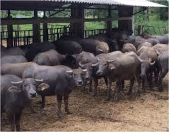 Theo hồ sơ vụ án, trưa 28/5/2014, thấy vợ là chị Nguyễn Thị T. (thôn Kim Hoàng, xã Vân Canh, huyện Hoài Đức cũ, Hà Nội) ra lán trâu mãi không về, gọi nhiều lần vào điện thoại cũng không được, anh C. sốt ruột đi tới khu lán trâu để tìm. Tới nơi, ngay ở cửa lán, anh C. phát hiện chị T. nằm bệt dưới đất, người tím tái. Nghĩ vợ mình bị cảm, anh gọi điện về nhờ người thân ra giúp. (Ảnh minh họa, nguồn internet)