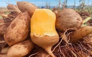 Ăn nhiều củ sâm đất, người phụ nữ 33 tuổi đi khám vì vàng da