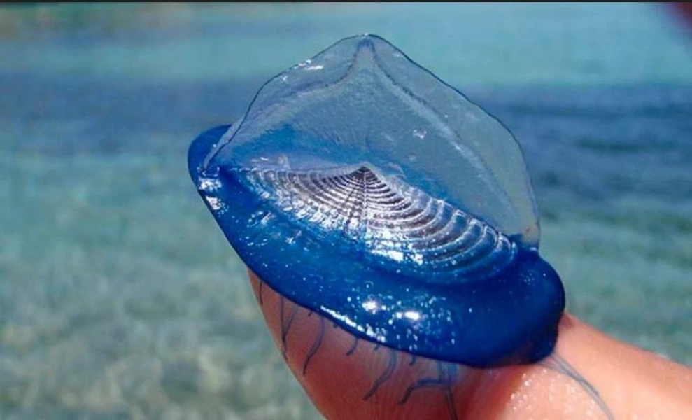 Khám phá loài sứa có màu xanh tuyệt đẹp nhưng độc kinh hoàng