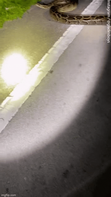 Nguoi dan ong vat lon voi con tran khung dai nhat tai My