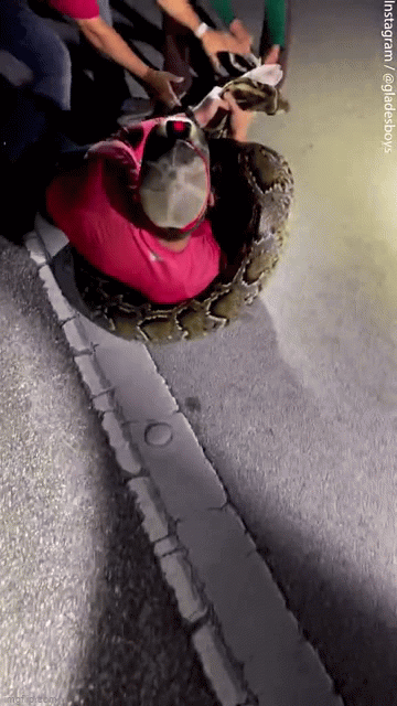 Nguoi dan ong vat lon voi con tran khung dai nhat tai My-Hinh-2