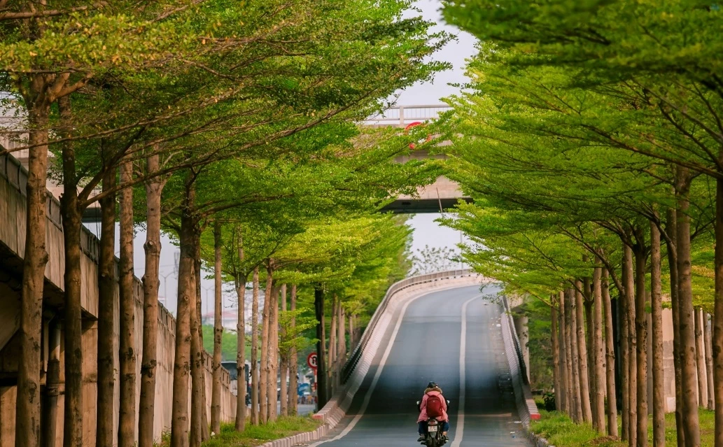 Đường phố Hà Nội đẹp ngỡ ngàng dưới những hàng cây bàng lá nhỏ 