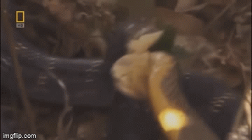 Bi “cam sung”, ho mang chua choc mu mat “vo” dang mang bau