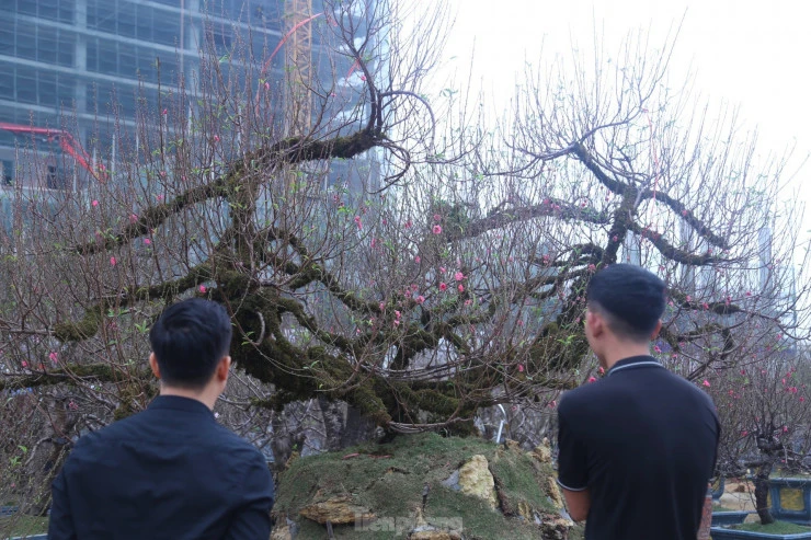 Cây đào Nhật Tân thế rồng bay 50 tuổi khuấy đảo cả thành Vinh 