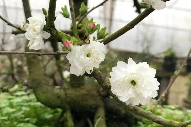 Hà Nội: Chiêm ngưỡng chi mai trắng, chỉ cho thuê chứ không bán