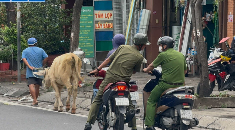 Cơ quan chức năng tiến hành di lí “tang vật” và chủ đàn bò về trụ sở lập hồ sơ xử lý. 20c55528-09ba-47c3-9373-9986c04673e1.jpg