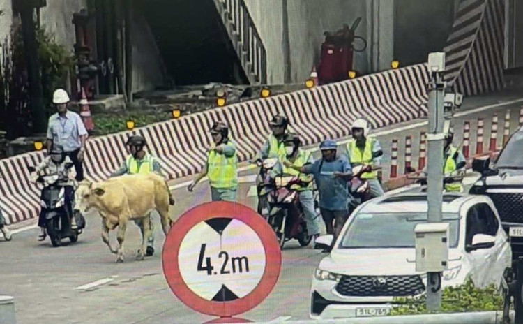 Lực lượng chức năng rất vất vả để đưa bò ra khỏi khu vực hầm. 70d94a29-c366-4af0-84be-6785e5e041d3-1.jpg