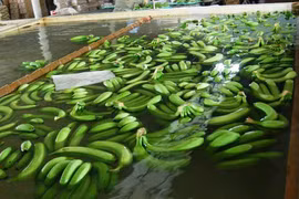 Hiểm họa từ hóa chất độc hại trong hoa quả