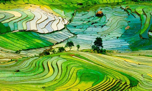 Ruộng bậc thang Sa Pa lọt top địa danh đẹp nhất TG