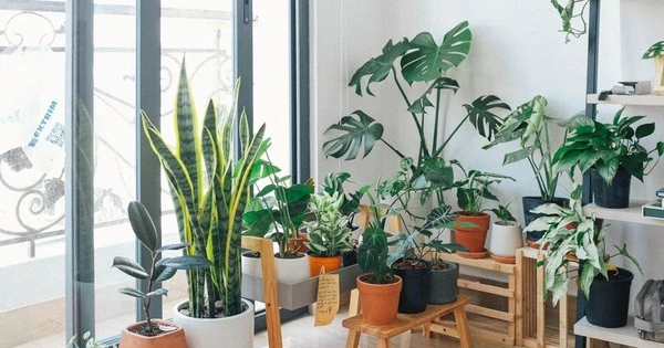 Cây cảnh trồng trong nhà chiêu may rước lộc, sạch bong khói thuốc