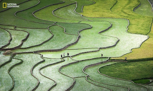 Tuyệt đẹp thung lũng Tú Lệ trong cuộc thi ảnh National Geographic