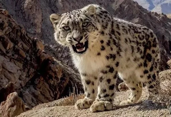Chụp được ảnh báo tuyết ở vùng núi Ấn Độ: Loài rất hiếm gặp!