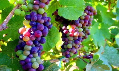 Sự thật bất ngờ về nho cầu vồng lạ chưa từng thấy